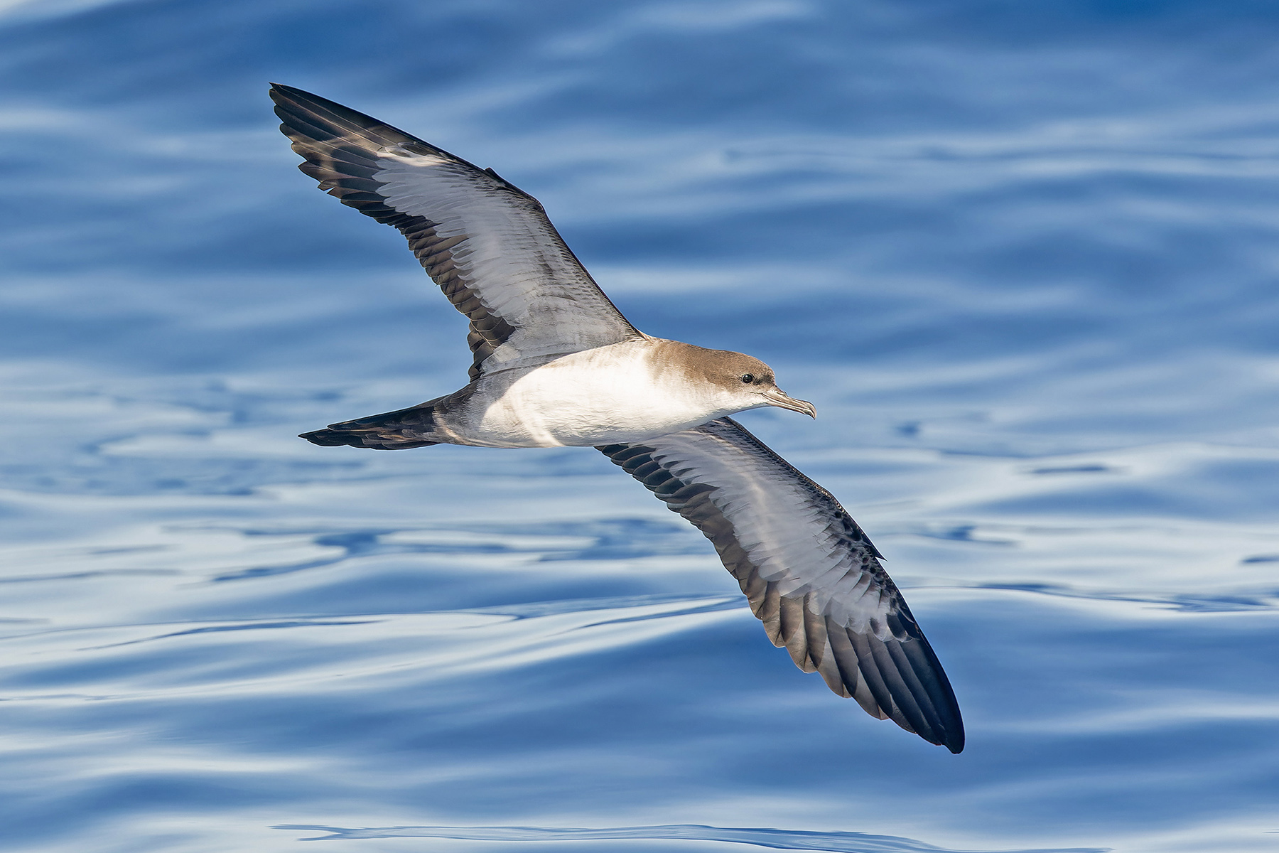 Wedge-tailed Shearwater (image by Pete Morris)