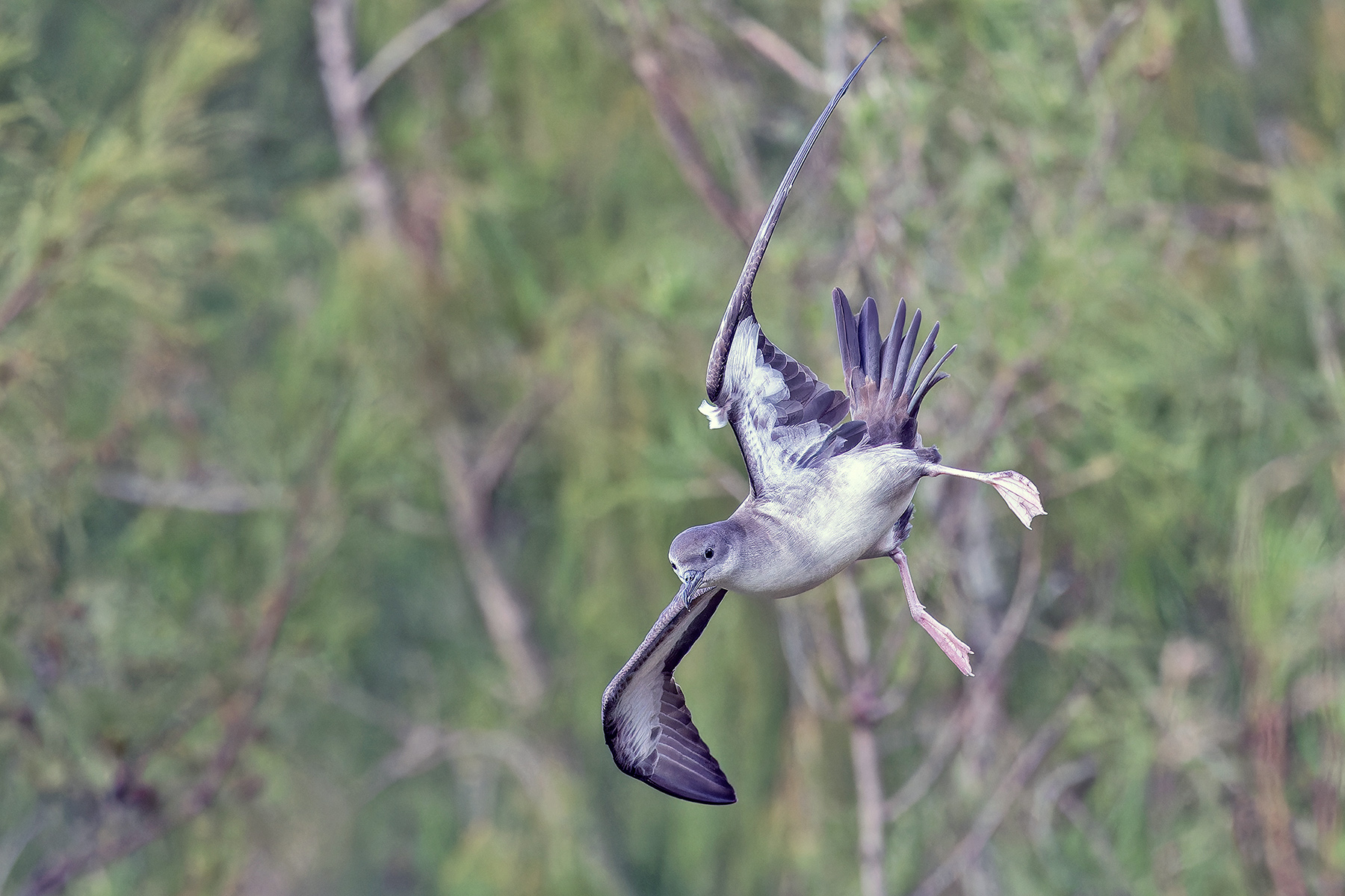 Wedge-tailed Shearwater (image by Pete Morris)