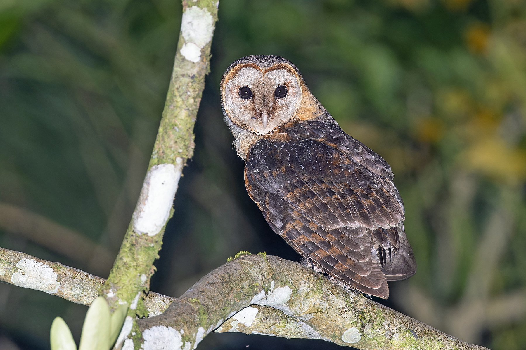 Western (Sao Tome) Barn Owl (image by Pete Morris)