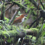 White-bellied Antpitta (image by Petter Zahl Marki)