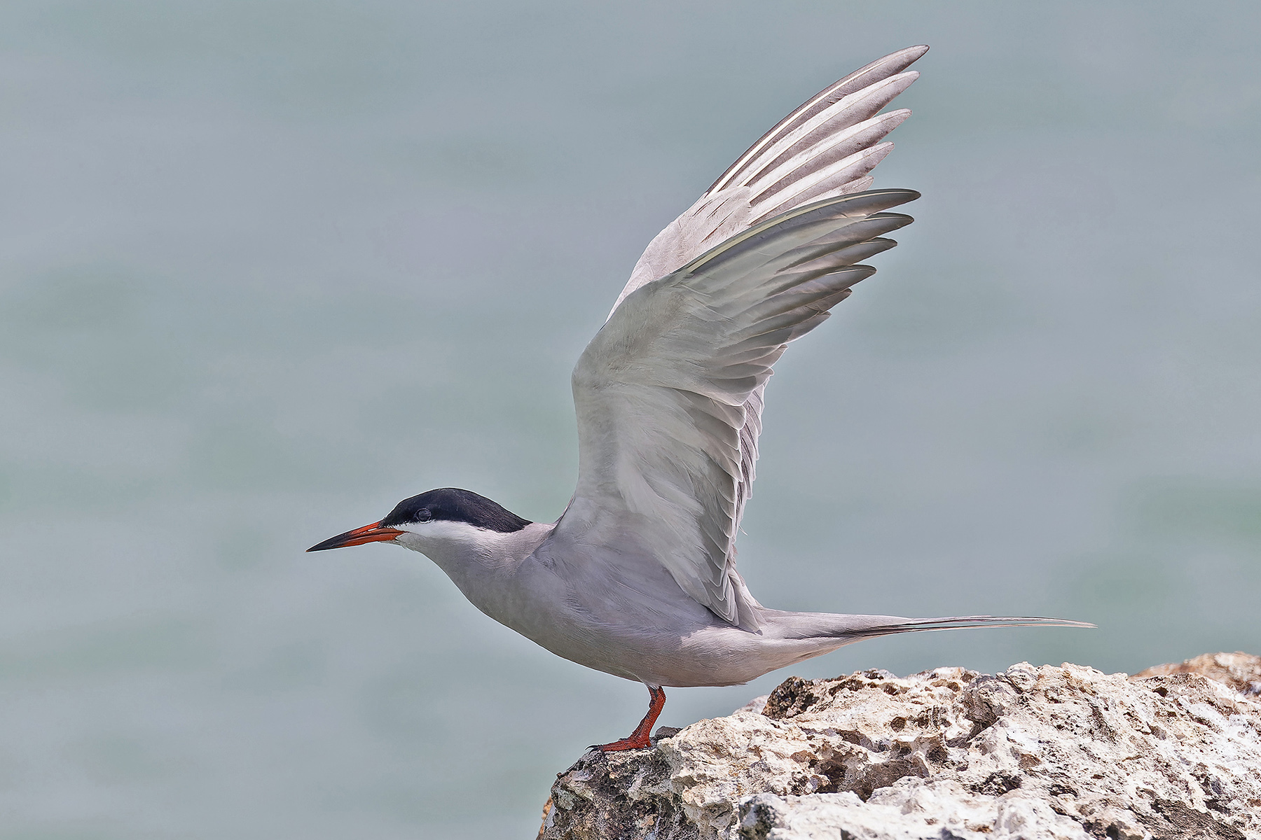 White-cheeked Tern (image by Pete Morris)