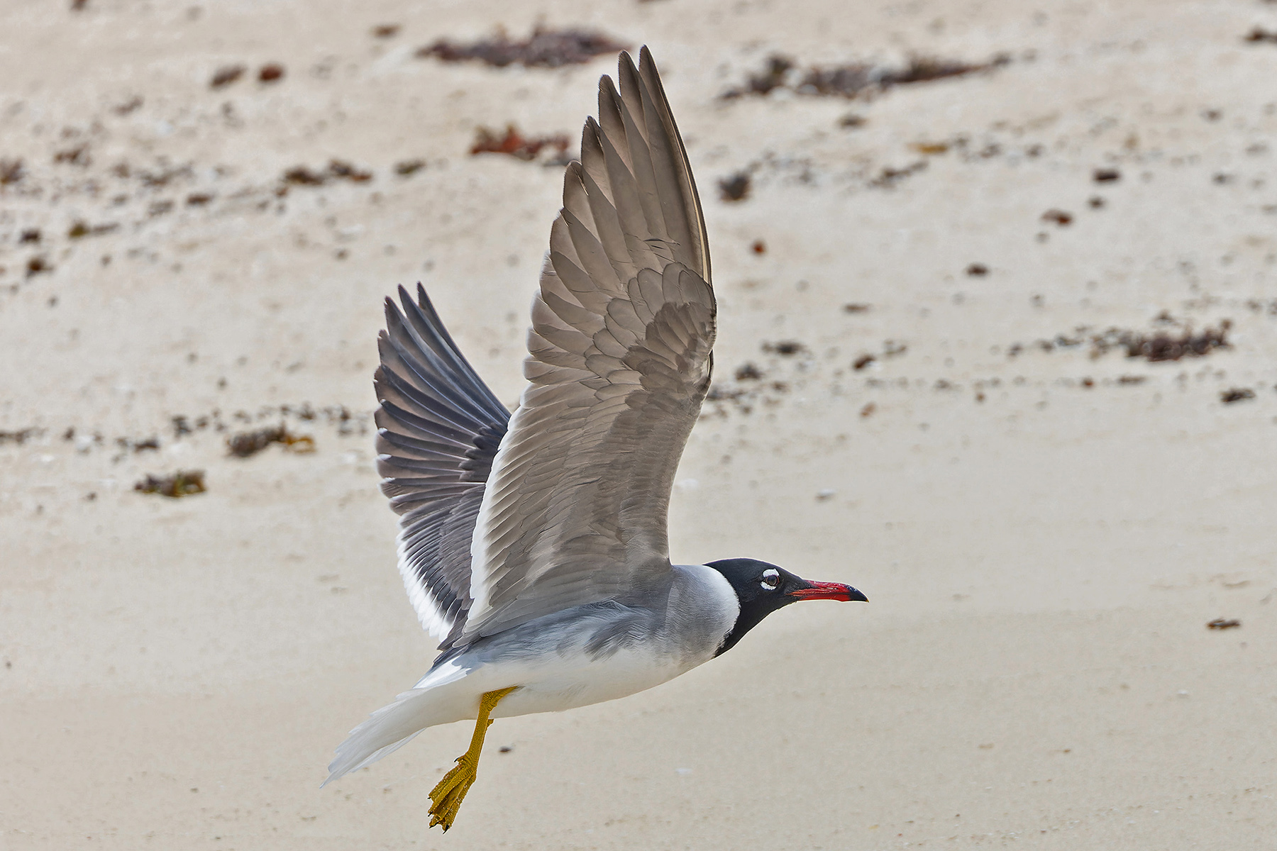 White-eyed Gull (image by Pete Morris)