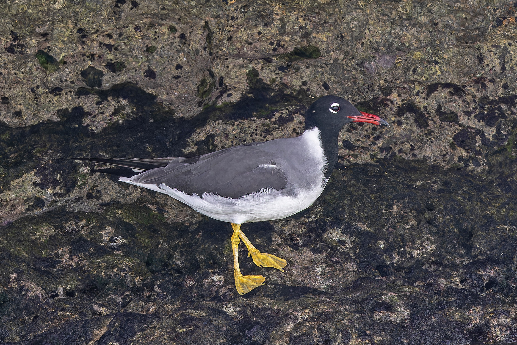 White-eyed Gull (image by Pete Morris)