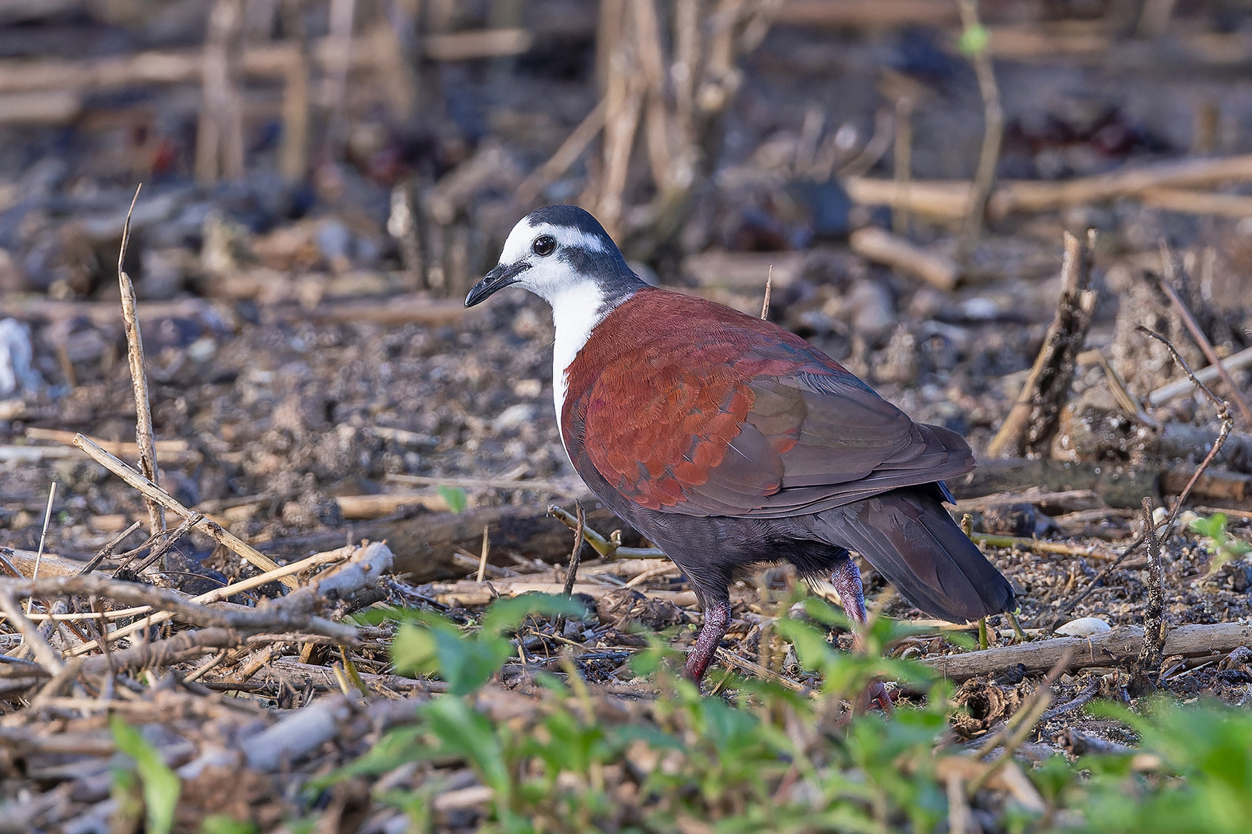 White-fronted Ground Dove (image by Pete Morris)