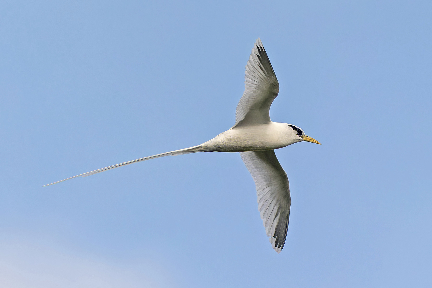 White-tailed Tropicbird (image by Pete Morris)