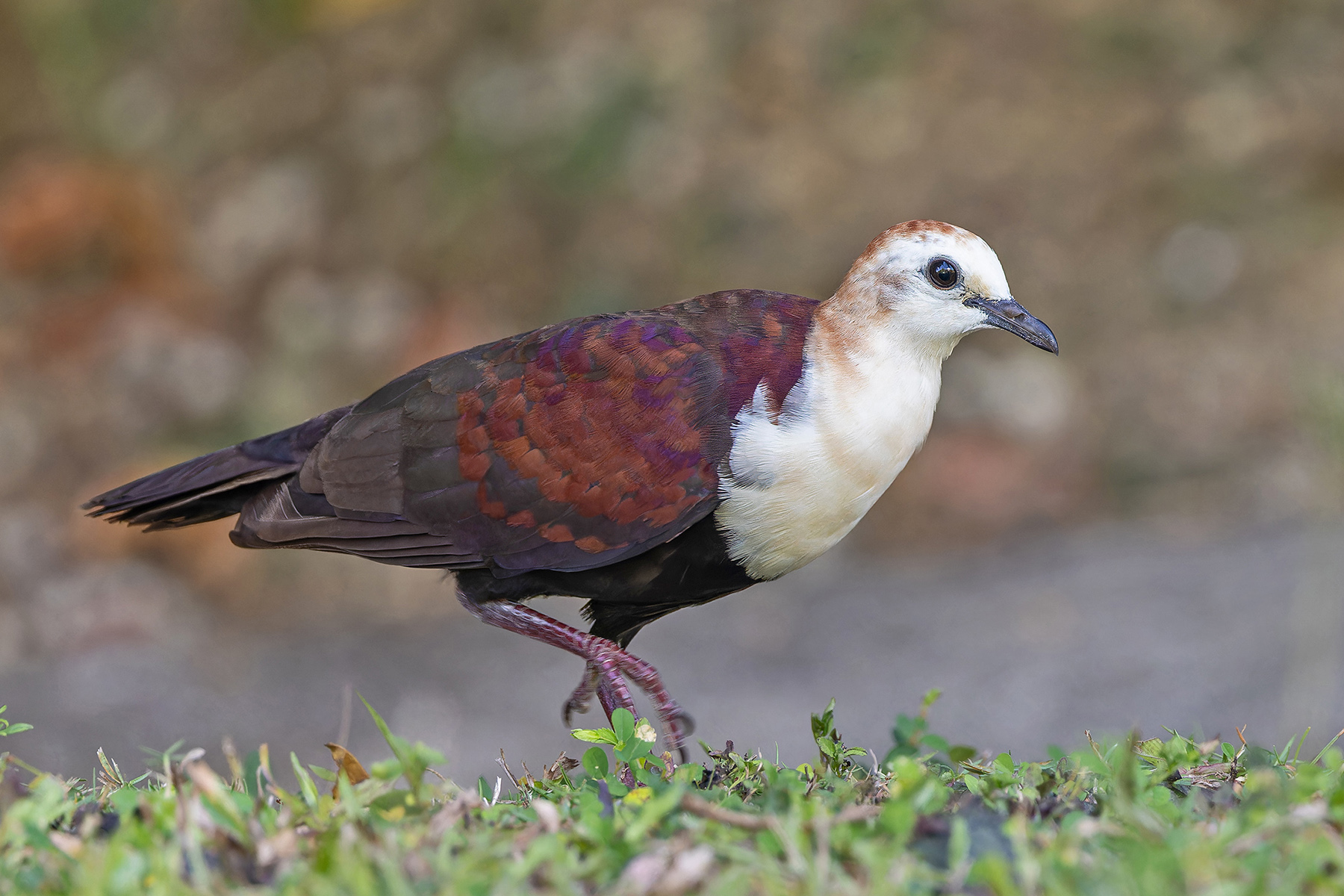 White-throated Ground Dove (image by Pete Morris)