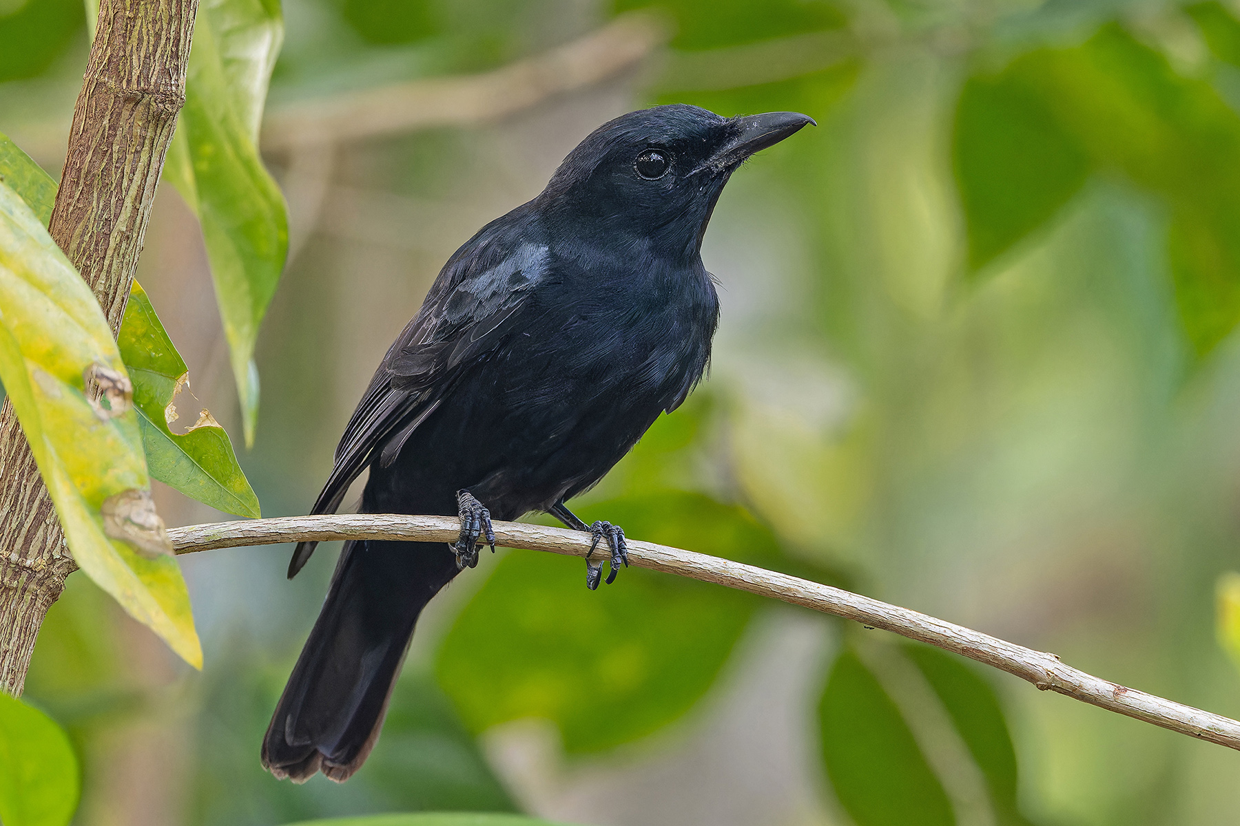 Yap Cicadabird (image by Pete Morris)