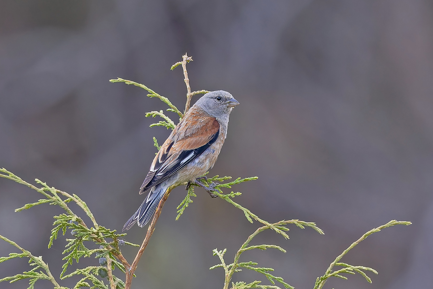 Yemen Linnet (image by Pete Morris)