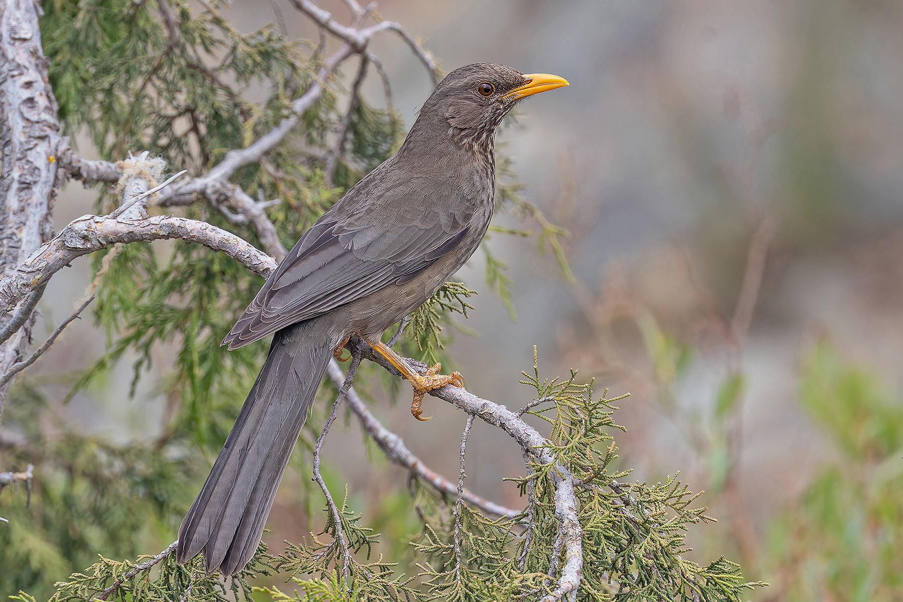 Yemen Thrush (image by Pete Morris)