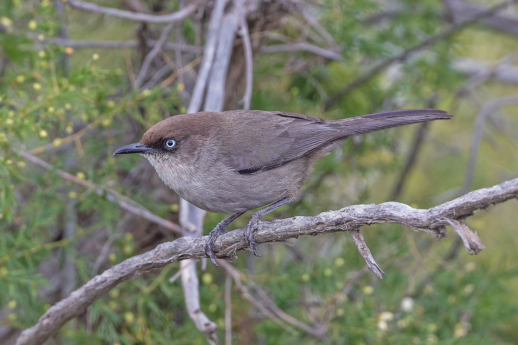Yemen Warbler (image by Pete Morris)