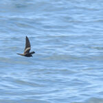 Markham's Storm Petrel (image by Mark Pearman)