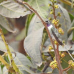 Peruvian Sheartail (image by Mark Pearman)