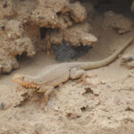 Small Pacific Iguana (image by Mark Pearman)