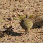 Puna Tinamou (image by Mark Pearman)