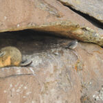 Northern Mountain Viscacha and Glacier Finches (image by Mark Pearman)
