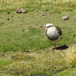 Andean Lapwing (image by Mark Pearman)