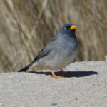 Band-tailed Sierra Finch (image by Mark Pearman)