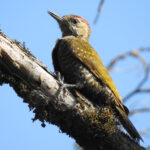 Dot-fronted Woodpecker (image by Mark Pearman)