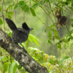Giant Antshrike (image by Mark Pearman)