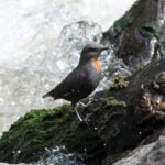 Rufous-throated Dipper (image by Mark Pearman)