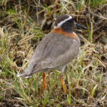 Diademed Sandpiper-Plover (image by Mark Pearman)