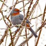 Tucuman Mountain Finch (image by Mark Pearman)