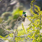 White-sided Hillstar (image by Mark Pearman)