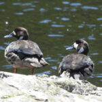 Spectacled Ducks (image by Mark Pearman)