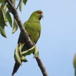 Slender-billed Parakeet (image by Mark Pearman)