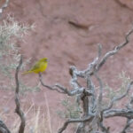 Monte Yellow Finch (image by Mark Pearman)