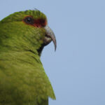 Slender-billed Parakeet (image by Mark Pearman)