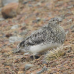 White-bellied Seedsnipe (image by Mark Pearman)