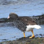 female Kelp Goose (image by Mark Pearman)