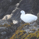 male Kelp Goose (image by Mark Pearman)