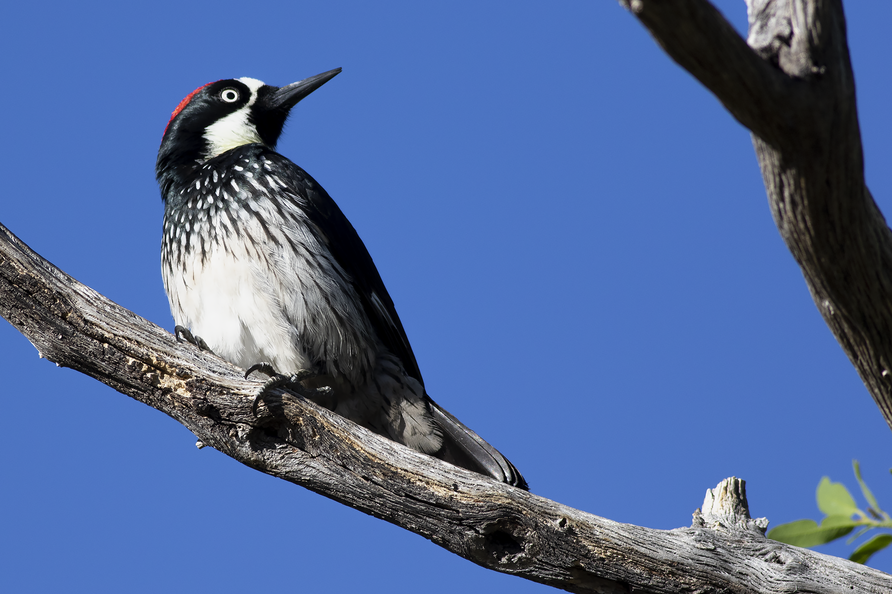 Acorn Woodpecker (image by Sjoerd Radstaak)