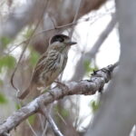 African Broadbill (image by János Oláh)