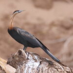 African Darter (image by János Oláh)
