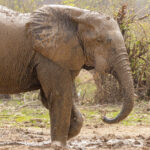 African Elephant (image by Nik Borrow)