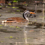 African Finfoot (image by Nik Borrow)