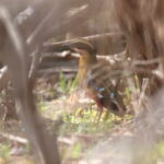 African Pitta (image by János Oláh)
