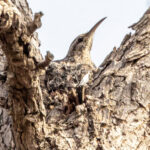 African Spotted Creeper (image by Nik Borrow)