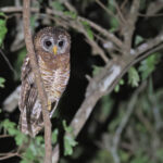 African Wood Owl (image by János Oláh)