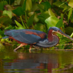 Agami Heron (image by Leo Garrigues)