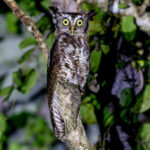 Akun Eagle-Owl (image by Nik Borrow)