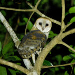 American Barn Owl (image by Leo Garrigues)