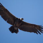 Andean Condor (image by John Oates)