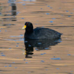 Andean Coot (image by John Oates)