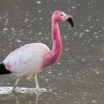 Andean Flamingo (image by John Oates)
