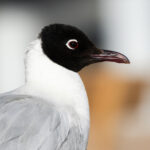 Andean Gull (image by John Oates)