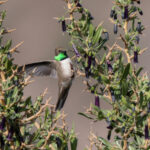 Andean Hillstar (image by John Oates)